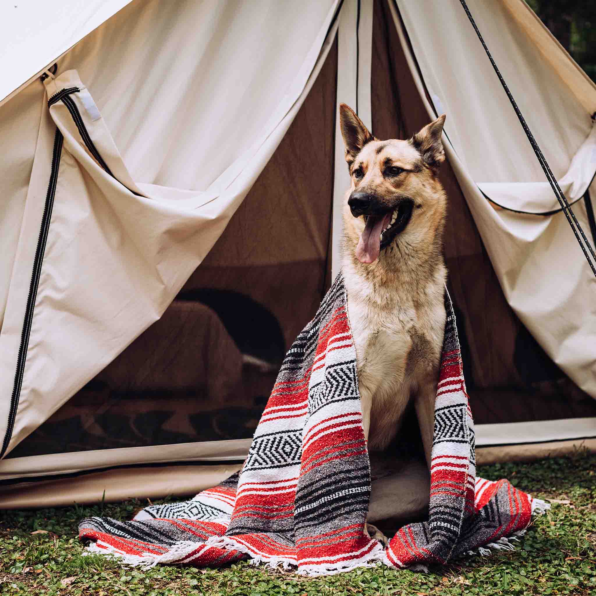 Avalon Bell Tent with dog