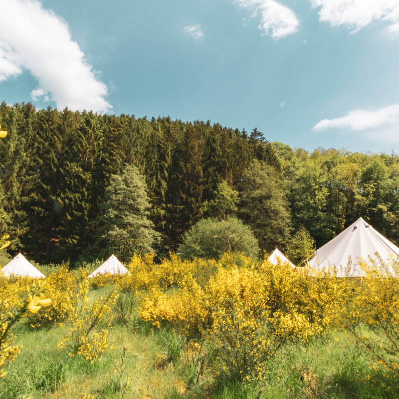 Yurt Tent Sibley Pro 500 by Canvas Camp multiple tents in field